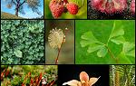 Collage of images showing diversity of vegetation