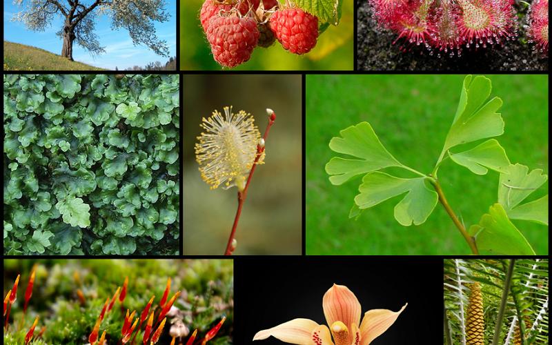 植物多样性图片