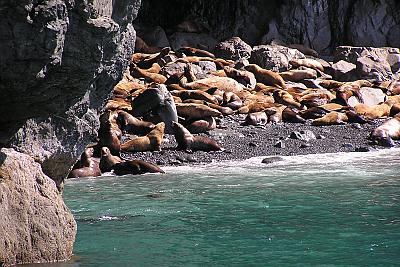 几十只海豹在海滩上